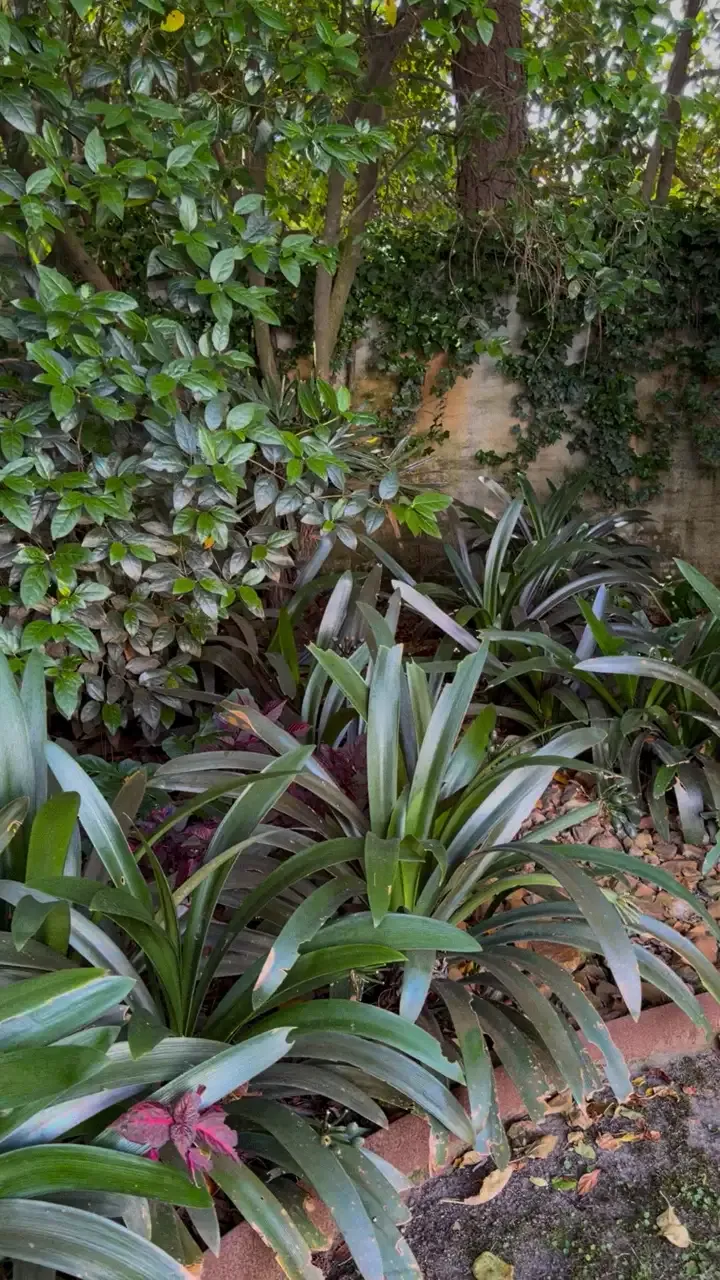 Jardín de sombra con plantas de hoja ancha