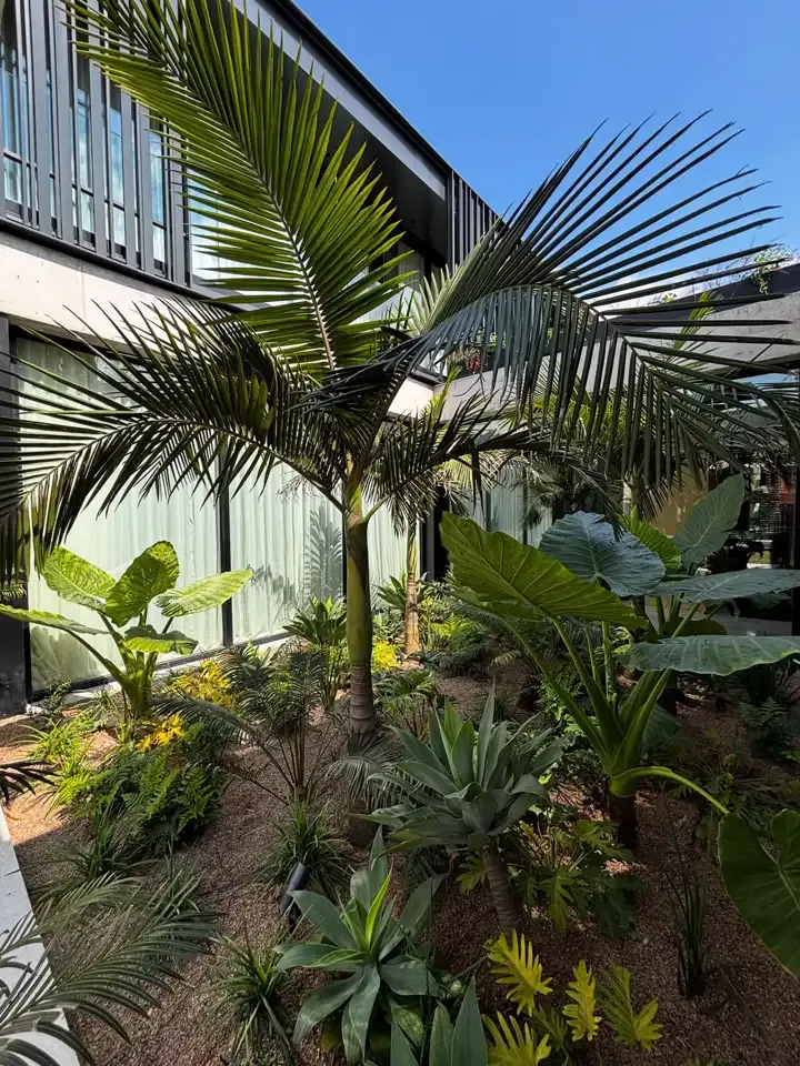 Patio con palmeras y follajes junto a una casa moderna